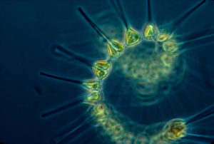 Phytoplankton_-_the_foundation_of_the_oceanic_food_chain-L